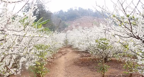 Đắm say hoa mận vùng cao Sơn La