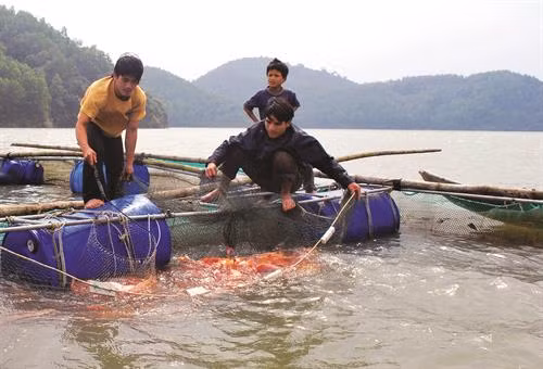 Kỹ thuật nuôi cá điêu hồng