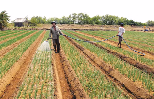 Kinh nghiệm trồng hành tím