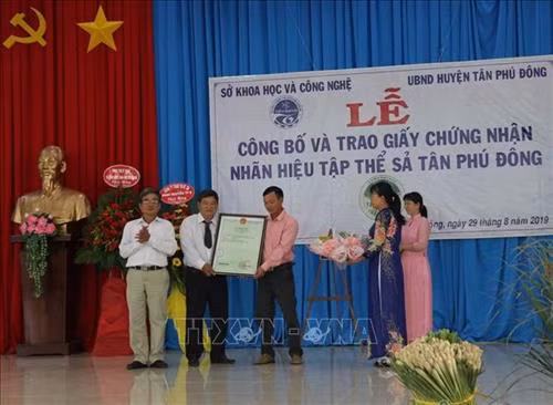 Cấp chứng nhận nhãn hiệu tập thể cho cây Sả Tân Phú Đông, Tiền Giang