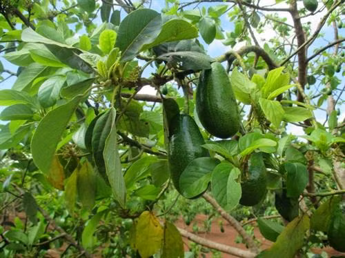 Kỹ thuật trồng và chăm sóc cây bơ