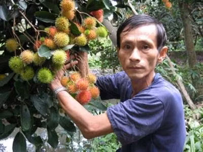 Thu lợi nhuận cao bằng cách xử lý chôm chôm ra trái nghịch vụ