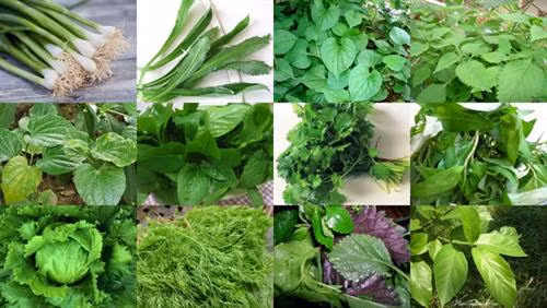 Tác dụng chữa bệnh ít biết của các loại rau thơm