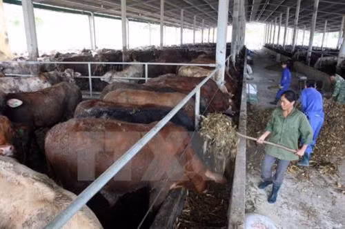 Triển khai dự án đầu tư liên kết nuôi bò giống cao sản