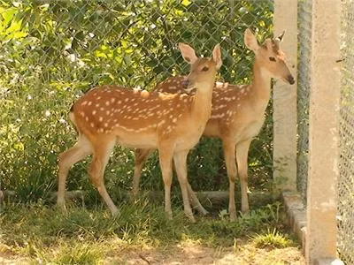 Một số bệnh thường gặp ở hươu sao và cách chữa trị