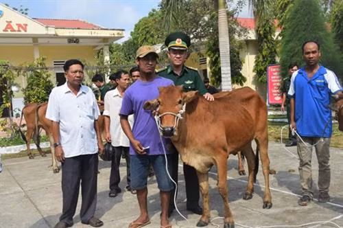 Bộ đội biên phòng hỗ trợ bò giống cho hộ nghèo khu vực biên giới Sóc Trăng
