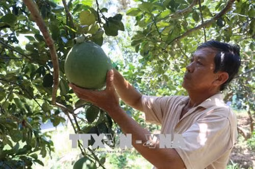 Chăm sóc vườn cây ăn trái vào mùa mưa