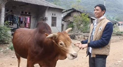 Anh Tâm làm kinh tế giỏi trên vùng đất khó