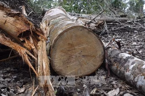 Điều tra làm rõ vụ khai thác gỗ trái phép tại đồi Chư Jú