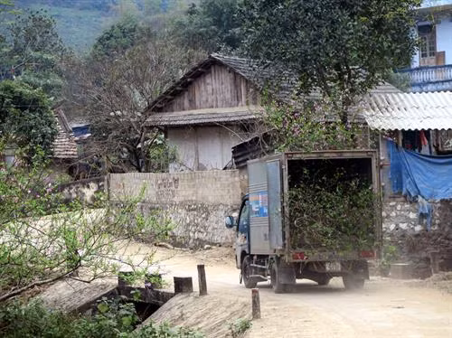 Đào rừng khoe sắc trên các xóm bản vùng cao