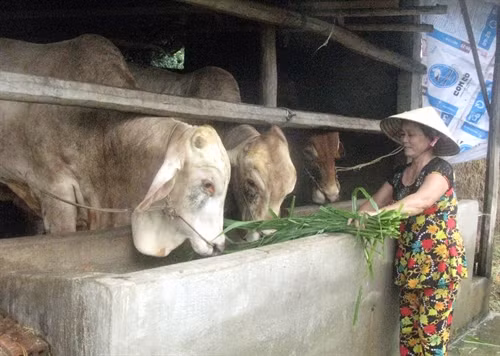 Hiệu quả từ mô hình “Phụ nữ giúp nhau phát triển kinh tế” ở Phú Yên