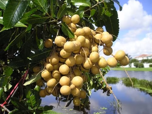 Kỹ thuật trồng cây nhãn cho quả sai, cùi dày, vị ngọt
