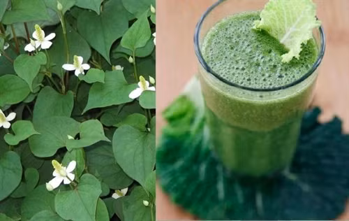Hạ sốt bằng rau diếp cá cho bé hiệu quả ngay tại nhà