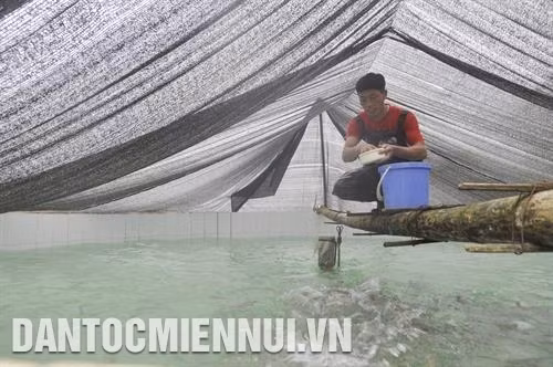 Triển vọng nuôi cá nước lạnh ở Bắc Hà