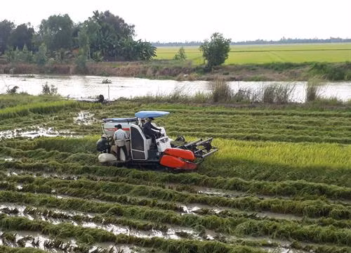 Lũ về sớm, hàng ngàn ha lúa ở Long An bị đe dọa