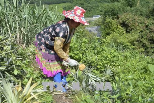 Trồng dứa trên đất dốc giúp bà con vùng cao Mường Chà thoát nghèo
