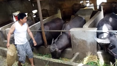 Bí thư Chi bộ Lý Đức Hà được bà con tin yêu