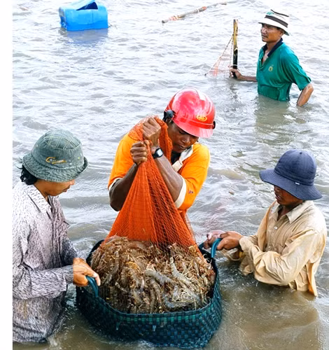 Giá tôm nguyên liệu tại Bạc Liêu giảm mạnh
