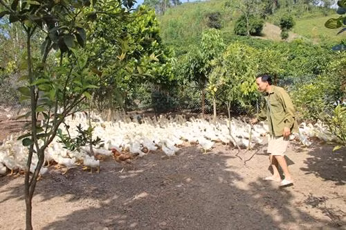 Anh Võ Văn Đông cho vịt ăn cây chuối, rau rừng, ngô xay kiếm tiền đều tay