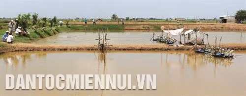 Phương pháp nuôi tôm trong mùa mưa