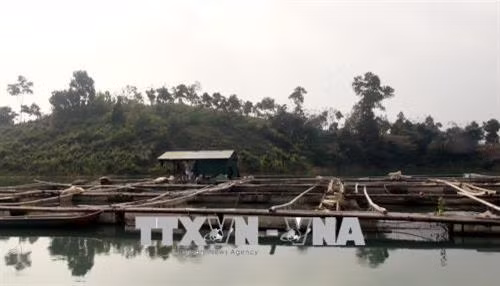 Triển vọng nuôi trai nước ngọt lấy ngọc tại Hồ Núi Cốc