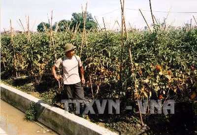 Phòng trừ bệnh xoăn lá trên cây cà chua