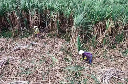Nông dân Sóc Trăng chuyển đổi cây trồng do giá mía xuống quá thấp