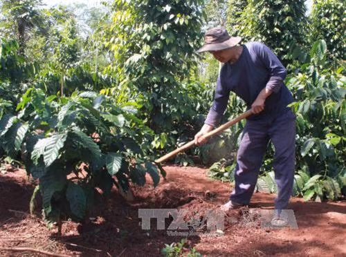 Khánh Hòa phát triển các loại cây trồng chủ lực ở vùng miền núi