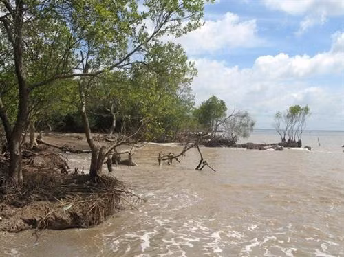Tiền Giang khôi phục, bảo vệ rừng phòng hộ trước tác động biến đổi khí hậu