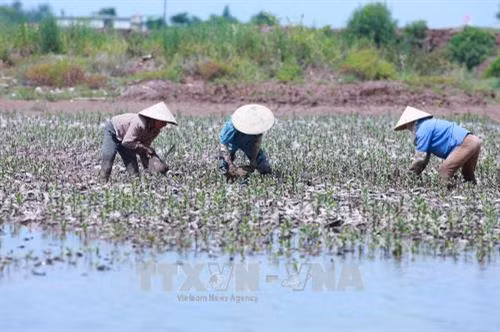 Kiểm soát chặt việc chuyển mục đích sử dụng rừng ven biển