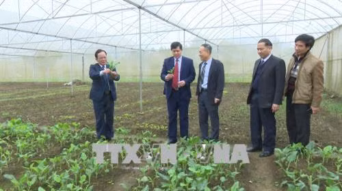 Sơn La phát triển chuỗi liên kết trong sản xuất và tiêu thụ nông sản