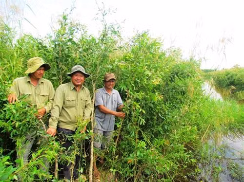 Cà Mau mở rộng diện tích cây keo lai