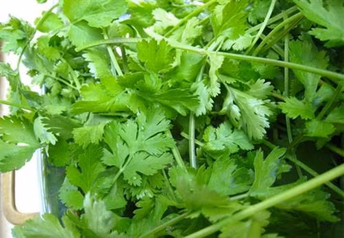 Những công dụng tuyệt vời của rau mùi thơm