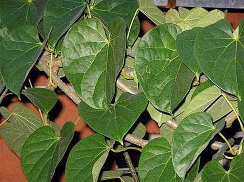 Giloy – Cây thuốc chữa ung thư hiệu quả