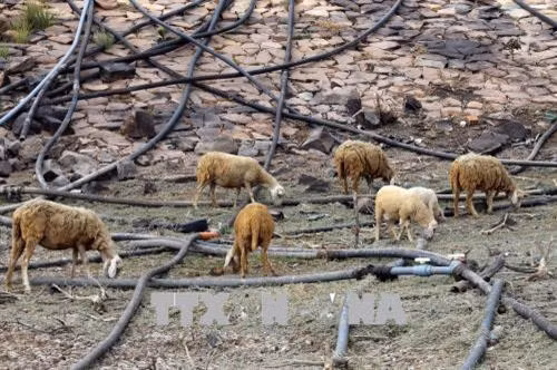 Khuyến cáo chăm sóc vật nuôi trong những ngày nắng nóng