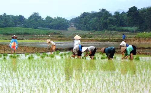 Hòa Bình giảm diện tích lúa lai