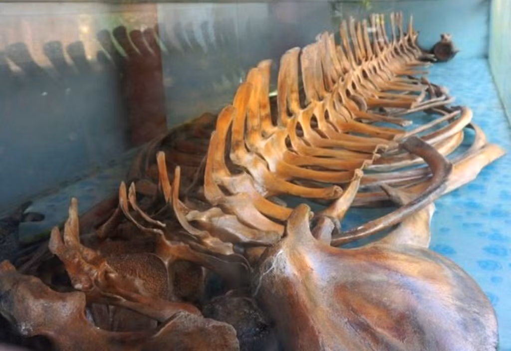 Độc đáo ngôi đền thờ bộ xương cá voi có kích thước lớn, còn nguyên vẹn ở xứ Thanh