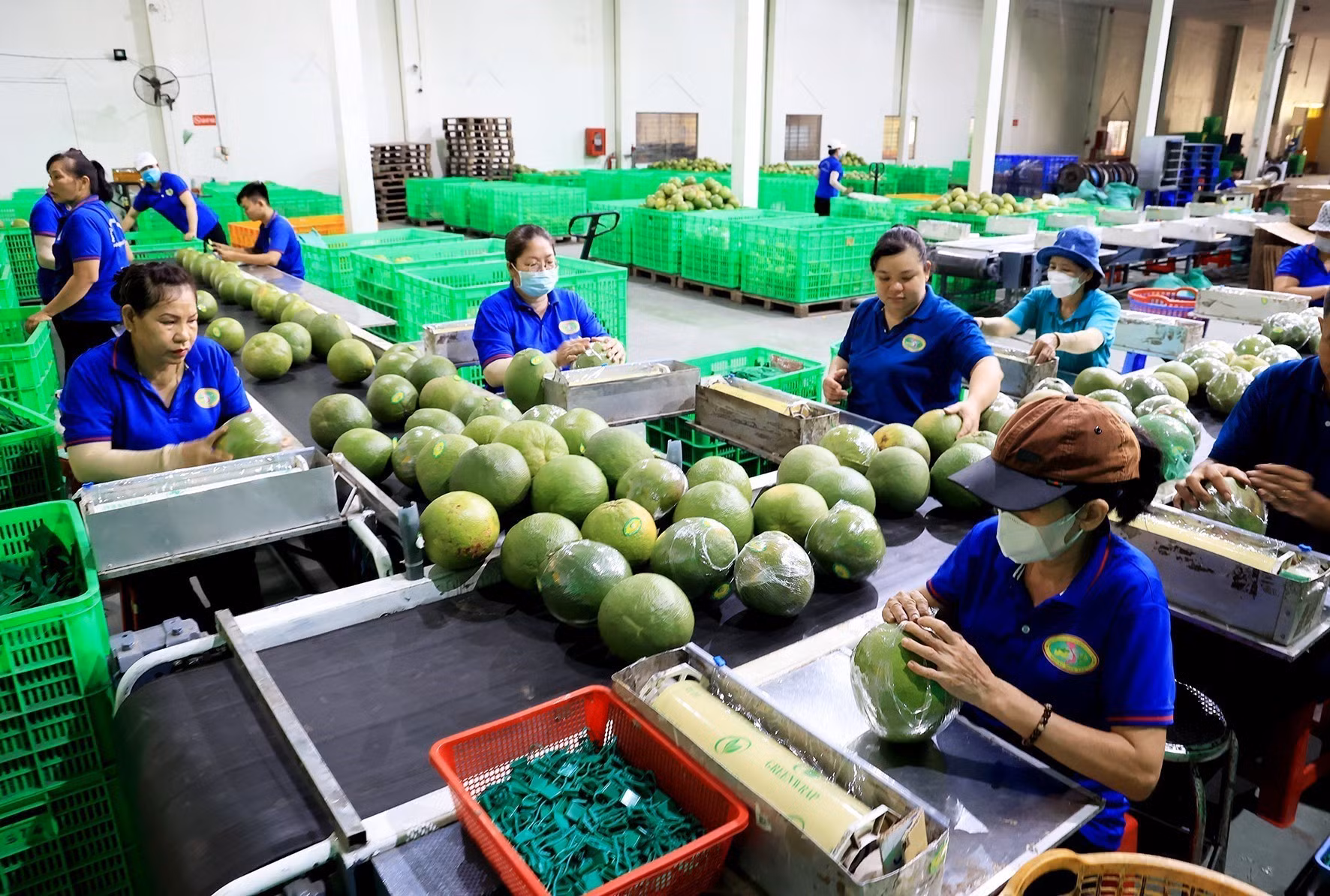 Bến Tre hình thành các chuỗi giá trị sản phẩm nông nghiệp chủ lực