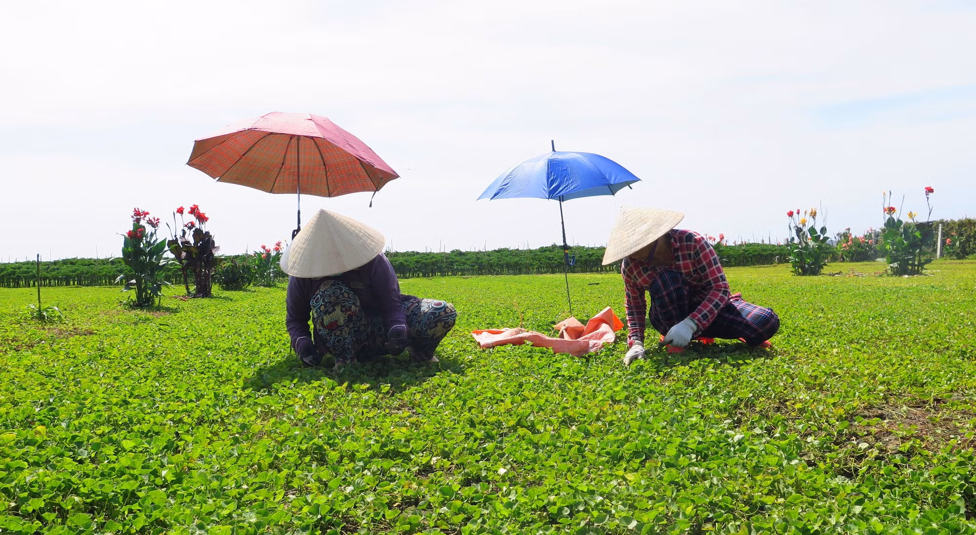 Phát triển thương hiệu rau má Quảng Thọ