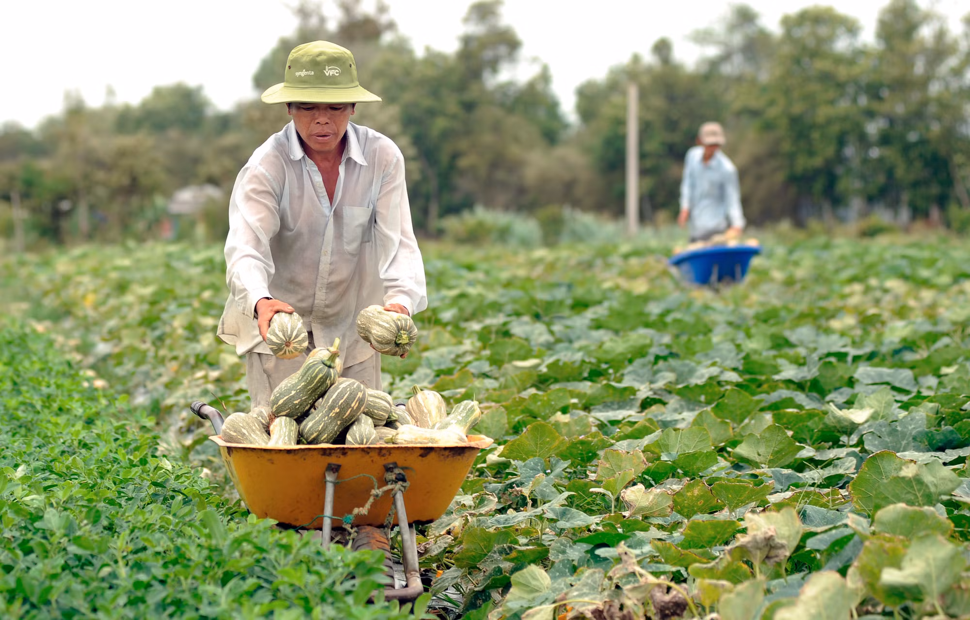 Phát huy vai trò cầu nối trong liên kết sản xuất nông nghiệp