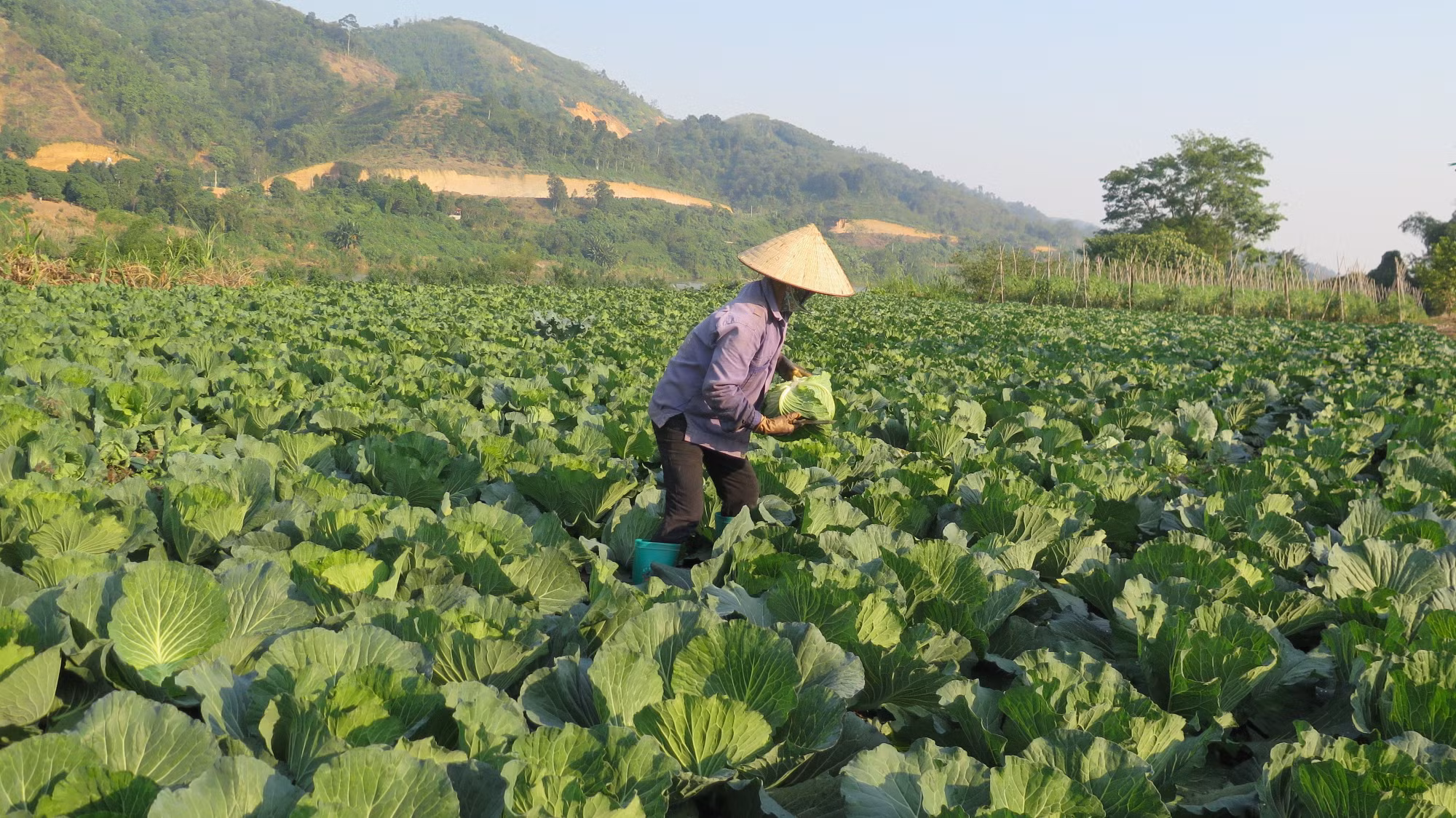 "Đôi cánh" cho phát triển nông nghiệp hàng hóa Lào Cai