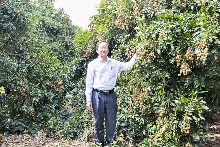 Nông dân ở ấp An Phú, xã An Lạc Tây, huyện Kế Sách bên vườn nhãn da bò đang cho thu hoạch. Ảnh: baosoctrang.org.vn 