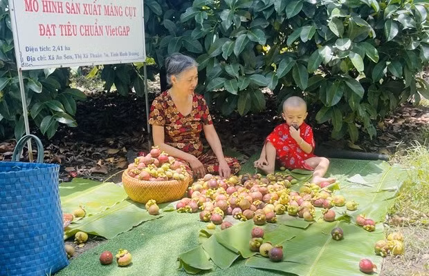 Măng cụt Bình Dương được giá