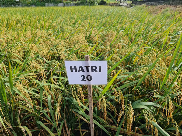 Giống lúa HATRI 20. Nguồn: hatri.org 