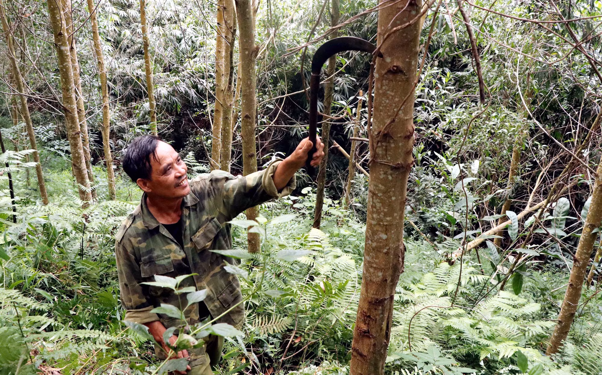 Ông Ma Trung Định, Thôn Cả, xã Minh Thanh, huyện Sơn Dương, chăm sóc diện tích rừng FSC của gia đình nhận khoán. Ảnh: Quang Cường –TTXVN. 
