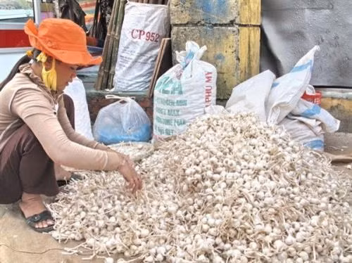Nông dân huyện đảo Lý Sơn phân loại tỏi khô. Ảnh: Thanh Long - TTXVN