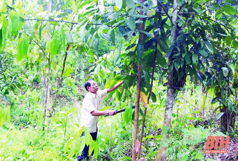 Ông Nguyễn Văn Minh ở thị trấn Thường Xuân chăm sóc đồi quế của gia đình. Ảnh: quethuongxuan.vn 