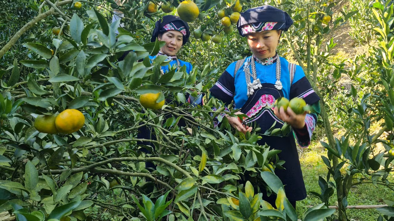 Những phụ nữ vùng cao Lào Cai “xé rào” định kiến