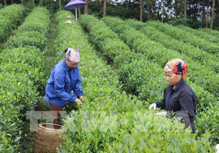 Tiếp tục đổi mới, phát triển và nâng cao hiệu quả kinh tế tập thể 