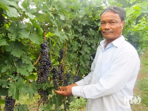 Vườn nho rượu NH02-90 (Syrah) tại xã Phước Thuận, huyện Ninh Phước. Nguồn: baoninhthuan.com.vn 